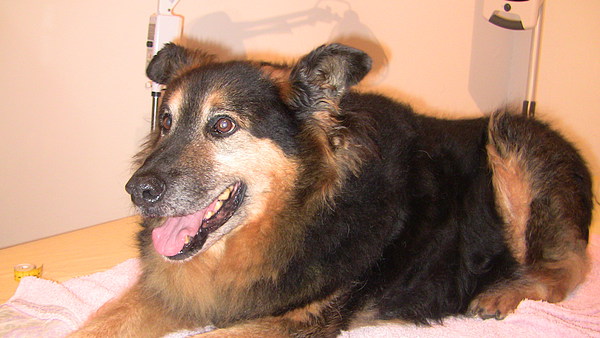 med_Teddy - geschlagen und traumatisiert.jpg (600 x 338)